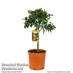 Mandarin Citrus Plant -Orchard Lane Shop MAND ORANGE5L T48380