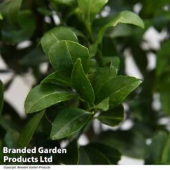 Mandarin Citrus Plant -Orchard Lane Shop MAND ORANGE T48382