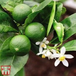 The Marmalade Collection - Gift -Orchard Lane Shop MARM KC5987 B