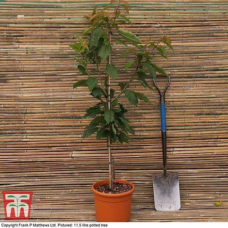 Cherry 'Celeste' 4 Cherry 'Celeste' - Image 2