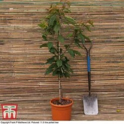 Cherry 'Kordia' -Orchard Lane Shop MATT CHERRY DEL G4