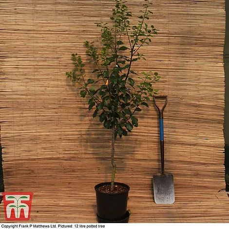 Damson 'Farleigh Damson' 4 Damson 'Farleigh Damson' - Image 2