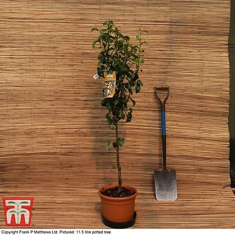 Pear 'Doyenné Du Comice' 5 Pear 'Doyenné Du Comice' - Image 3