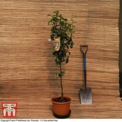 Pear 'Williams' Bon Chretien' 8 Pear 'Williams' Bon Chretien' -Orchard Lane Shop MATT PEAR PATIO 11 5L DEL G4