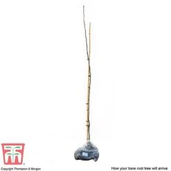 Medlar 'Nottingham' -Orchard Lane Shop MEDL CWW3404 C