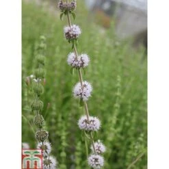 Mentha Pulegium (Marginal Aquatic) -Orchard Lane Shop MENT T78348 C h