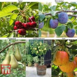 Fruit Tree Collection (Mini Fruit Tree) 17 Fruit Tree Collection (Mini Fruit Tree) -Orchard Lane Shop MINI T56849 A