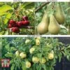 Fruit Tree Collection (Mini Fruit Tree) 1 Fruit Tree Collection (Mini Fruit Tree) -Orchard Lane Shop MINI T56849 A2
