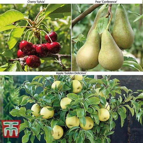 Fruit Tree Collection (Mini Fruit Tree) 3 Fruit Tree Collection (Mini Fruit Tree)