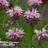 Monarda 'Beauty Of Cobham' -Orchard Lane Shop MON 64420 A