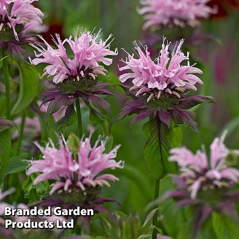 Monarda 'Beauty Of Cobham' 2 Monarda 'Beauty Of Cobham'