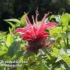 Monarda 'Croftway Pink' -Orchard Lane Shop MONA 64424 A