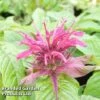 Monarda 'Mahogany' -Orchard Lane Shop MONA KA5873 A
