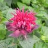 Monarda 'Fireball' -Orchard Lane Shop MONA T64428 A h