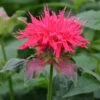 Monarda 'Pink Supreme' -Orchard Lane Shop MONA T64436 A h