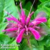 Monarda 'Mohawk' -Orchard Lane Shop MONA MOHAWK1