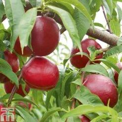 Nectarine 'Fantasia' -Orchard Lane Shop NECT CWW3225 A h