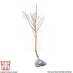 Nectarine 'Fantasia' -Orchard Lane Shop NECT CWW3225 C