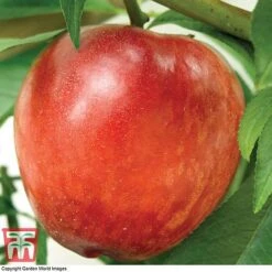 Nectarine 'Madame Blanchette' -Orchard Lane Shop NECT T14144 A