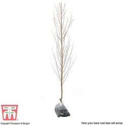 Nectarine 'Lord Napier' 7 Nectarine 'Lord Napier' -Orchard Lane Shop NECT T71129 C