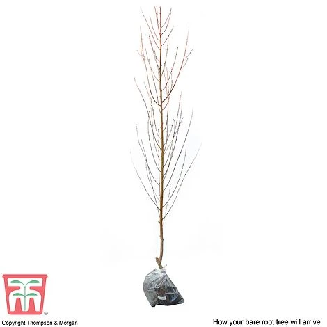 Nectarine 'Lord Napier' 5 Nectarine 'Lord Napier' - Image 3