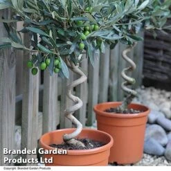 Olive Tree With Spiral Stem -Orchard Lane Shop OLIV STNDTWIST T25345