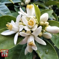 Bitter Orange -Orchard Lane Shop ORAN BRIG L06951W C