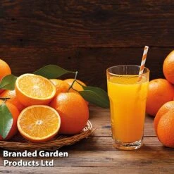Sweet Orange (Citrus) -Orchard Lane Shop ORAN FRESHJUIC L13722