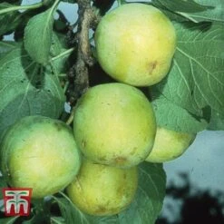 Gage 'Oullins Golden'