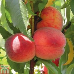 Peach 'Avalon Pride' -Orchard Lane Shop PEAC 87129 A h