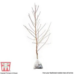 Peach 'Avalon Pride' -Orchard Lane Shop PEAC 87129 C