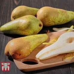 Pear 'Conference'