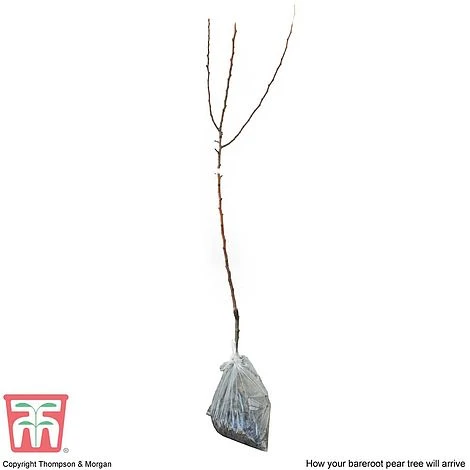 Pear 'Williams' Bon Chretien' 6 Pear 'Williams' Bon Chretien' - Image 4