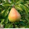 Pear 'Doyenné Du Comice' -Orchard Lane Shop PEAR T10617 A
