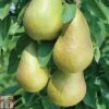 Pear 'Mini Conference' -Orchard Lane Shop PEAR T42025 A h