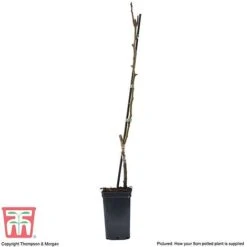 Pear 'Mini Conference' -Orchard Lane Shop PEAR T42025 C