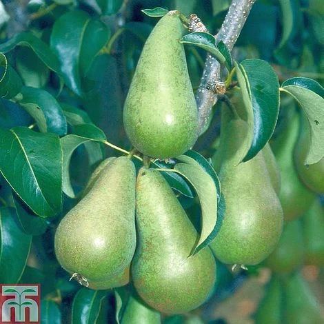 Pear 'Concorde' 3 Pear 'Concorde'