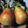 Pear 'Onward' -Orchard Lane Shop PEAR TKA1941 A