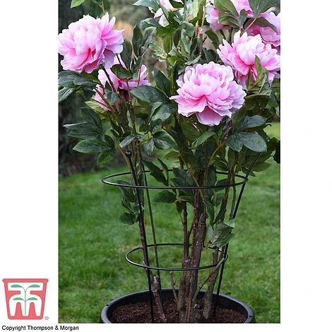Peony & Herbaceous Plant Frame 4 Peony & Herbaceous Plant Frame - Image 2