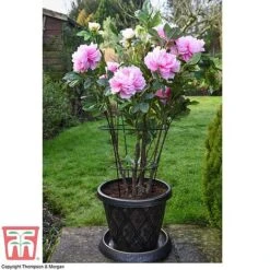 Peony & Herbaceous Plant Frame 7 Peony & Herbaceous Plant Frame -Orchard Lane Shop PEON KA9263 D