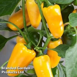 Vegetable Windowsill Collection -Orchard Lane Shop PEPP PILLARSYE S45677