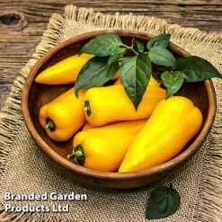 Pepper And Chilli Collection 7 Pepper And Chilli Collection -Orchard Lane Shop PEPP PILLARYEL L38583