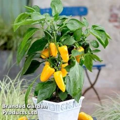 Vegetable Windowsill Collection -Orchard Lane Shop PEPP PILLARYEL S60746