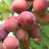 Plum 'Opal' -Orchard Lane Shop PLUM CWW3369 A h
