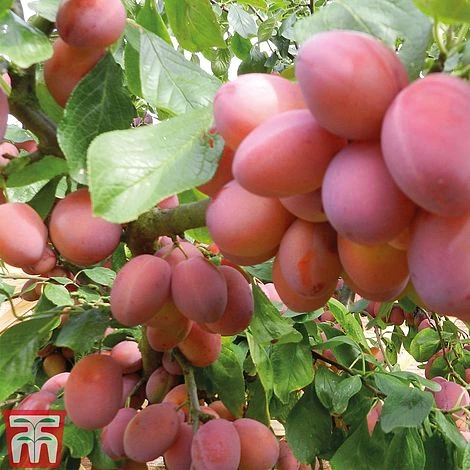 Plum 'Opal' 4 Plum 'Opal' - Image 2