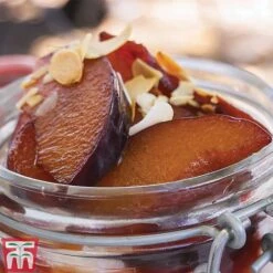 Plum 'Opal' 12 Plum 'Opal' -Orchard Lane Shop PLUM CWW3369 F