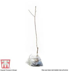 Plum 'Opal' 13 Plum 'Opal' -Orchard Lane Shop PLUM CWW3369 S