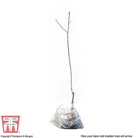 Plum 'Opal' 7 Plum 'Opal' - Image 5