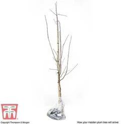 Plum 'Seneca' -Orchard Lane Shop PLUM CWW3370 B