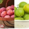 Plum 'Victoria' & 'Greengage' Collection 2 Plum 'Victoria' & 'Greengage' Collection -Orchard Lane Shop PLUM DWW3690 A